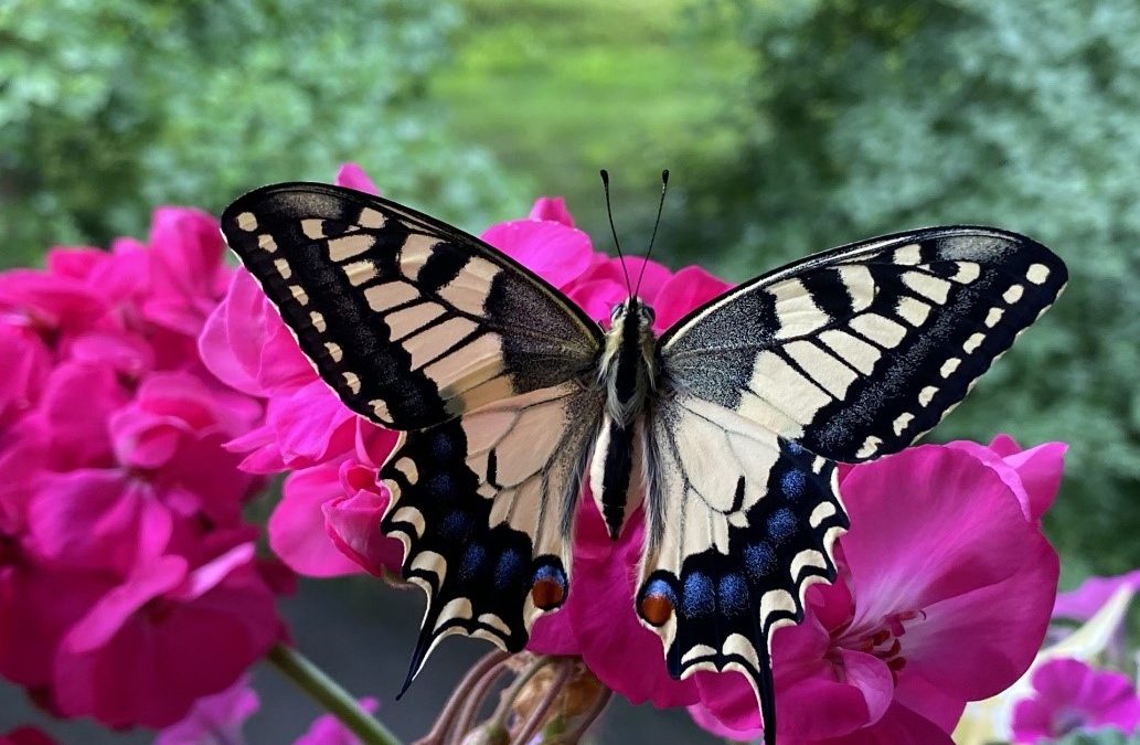 Fr, 26. April: Papiliorama – ein Tag in den Tropen